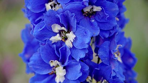 紫の花

