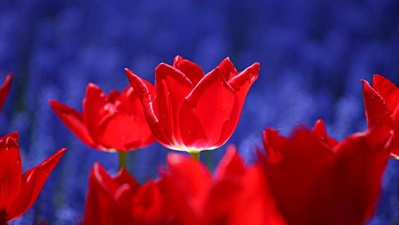 オレンジ色の花

