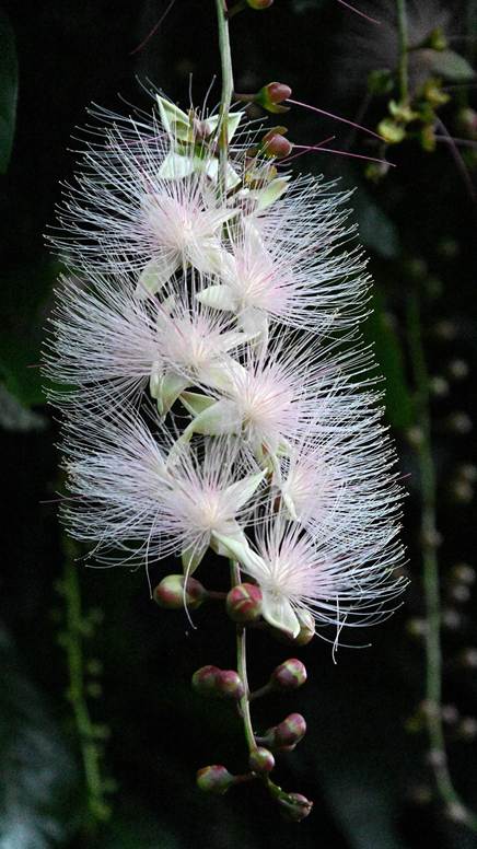 花が咲いている植物

