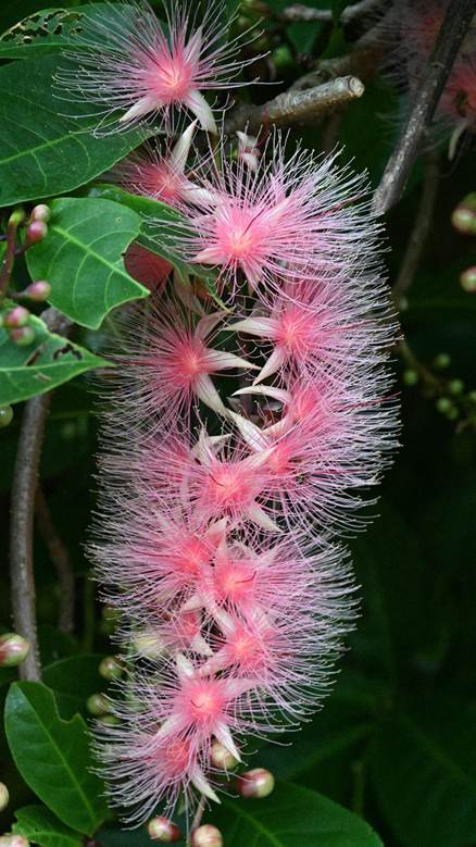 ピンクの花が咲いている植物


