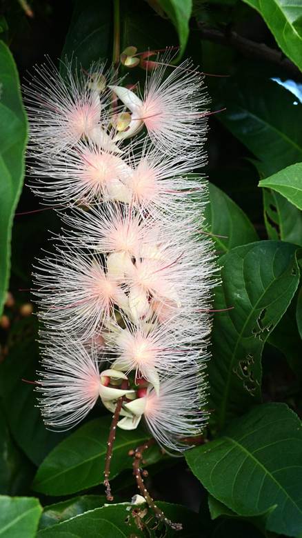 花が咲いている植物

