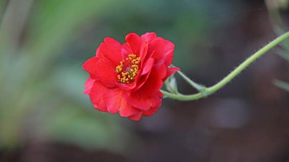 花が咲いている


