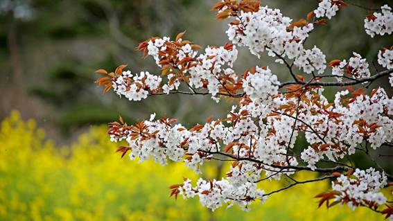 花が咲いている木

