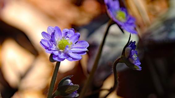 花が咲いている

