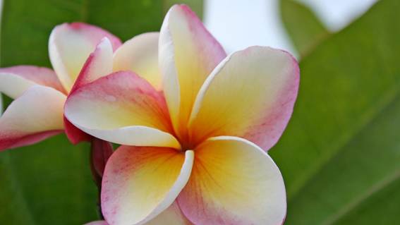 ピンク色の花

