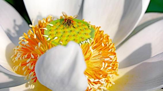 ガラスの器に入った花


