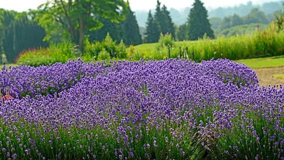 花の平野

