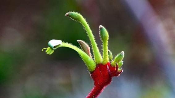 花が咲いている植物

