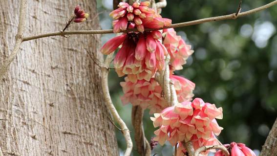 ピンクの花が咲いている木

