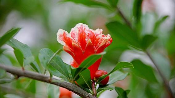 ピンクの花が咲いている植物

