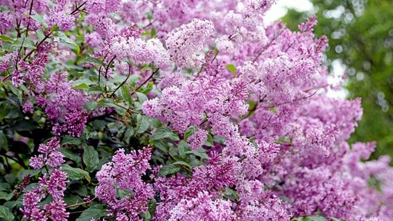ピンクの花が咲いている植物

