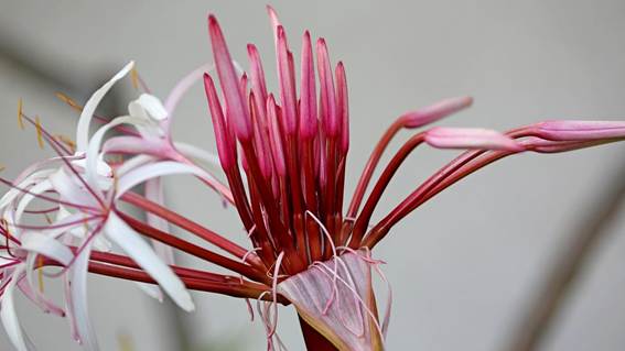 花が咲いた枝

