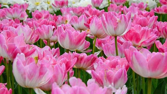 ピンクの花

