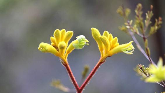 花が咲いている植物

