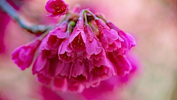 ピンクの花

