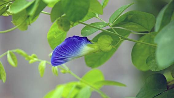 花が咲いている植物

