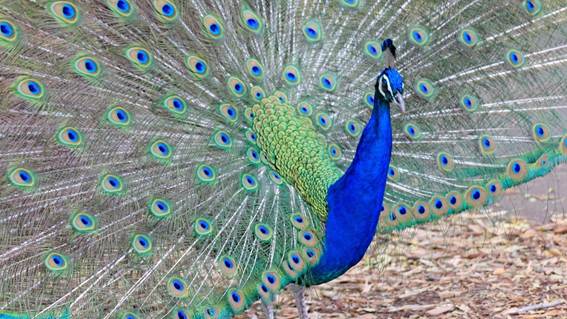 カラフルな鳥

