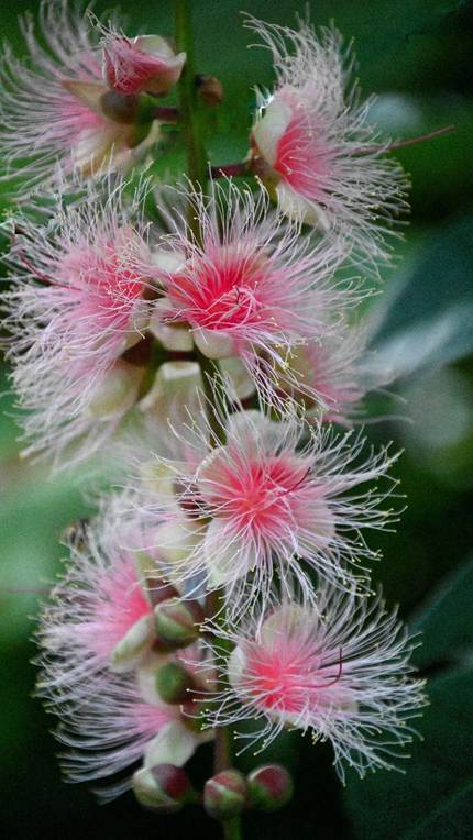 ピンクの花が咲いている植物

