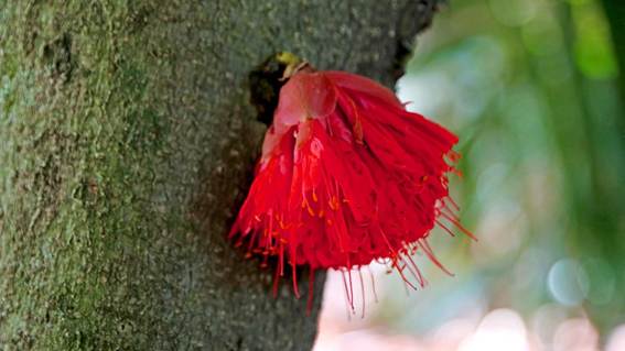 花が咲いている植物

