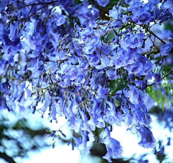 紫の花が咲いている木

