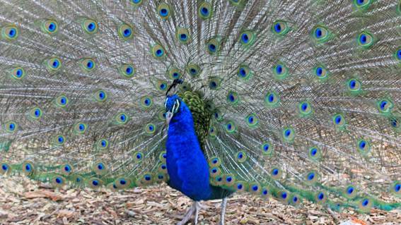 カラフルな鳥


