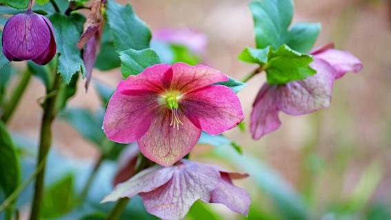 ピンクの花が咲いている植物


