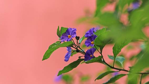 花が咲いている植物

