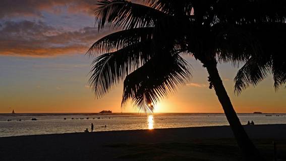 夕日と木と海

