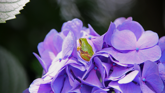紫の花

