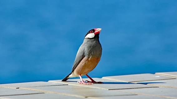 白いバックグラウンドの前に立っている鳥

AI 生成コンテンツは誤りを含む可能性があります。
