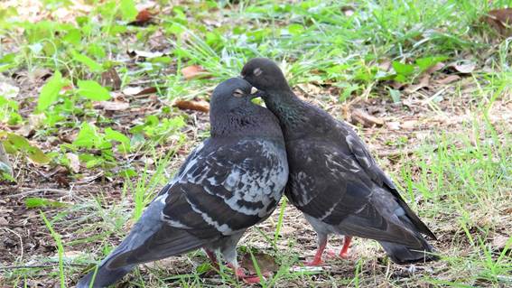 草を食べている鳩

AI 生成コンテンツは誤りを含む可能性があります。