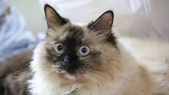 猫の顔

AI 生成コンテンツは誤りを含む可能性があります。