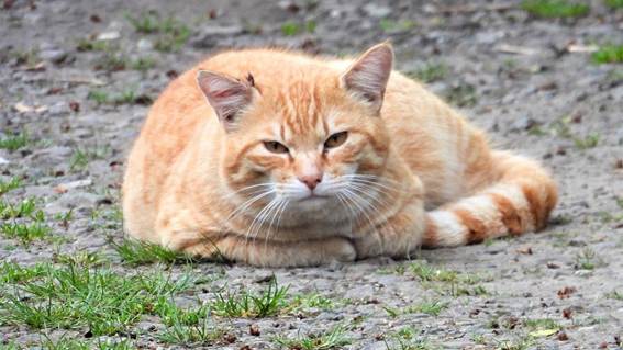 草の上にいる猫

AI 生成コンテンツは誤りを含む可能性があります。