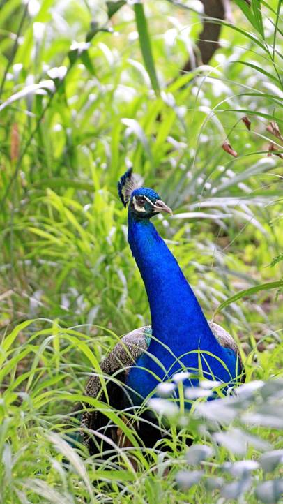 草の上にいる鳥

AI 生成コンテンツは誤りを含む可能性があります。