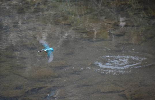 水の中にいる鳥

AI 生成コンテンツは誤りを含む可能性があります。