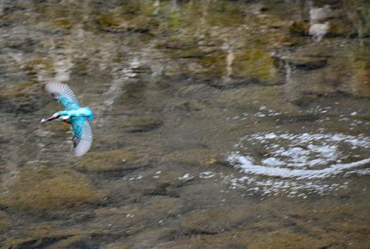 水の上を飛んでいる鳥

AI 生成コンテンツは誤りを含む可能性があります。