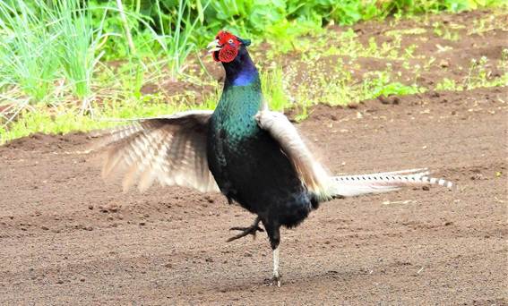 草の上に立っている鳥

AI 生成コンテンツは誤りを含む可能性があります。