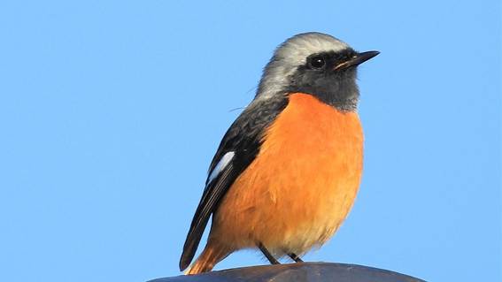 オレンジ色の鳥

AI 生成コンテンツは誤りを含む可能性があります。