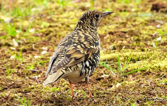 草を食べている鳥

AI 生成コンテンツは誤りを含む可能性があります。