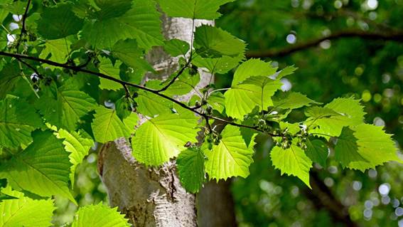 木の枝で植えている植物

AI 生成コンテンツは誤りを含む可能性があります。
