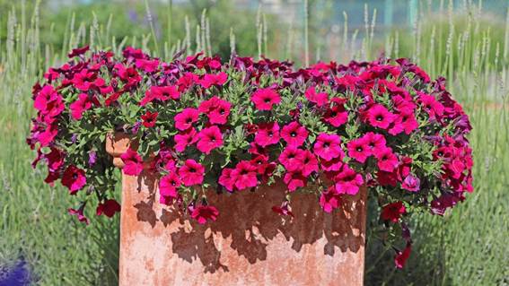ピンクの花が咲いている花壇

AI 生成コンテンツは誤りを含む可能性があります。