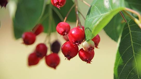花が咲いている植物

AI 生成コンテンツは誤りを含む可能性があります。