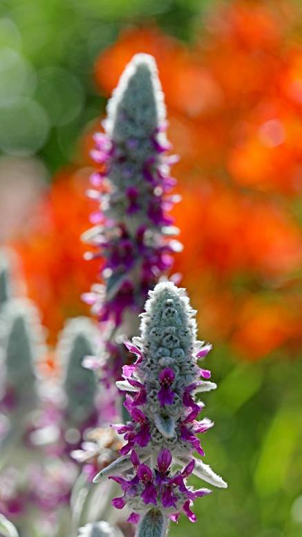 花が咲いている植物

AI 生成コンテンツは誤りを含む可能性があります。