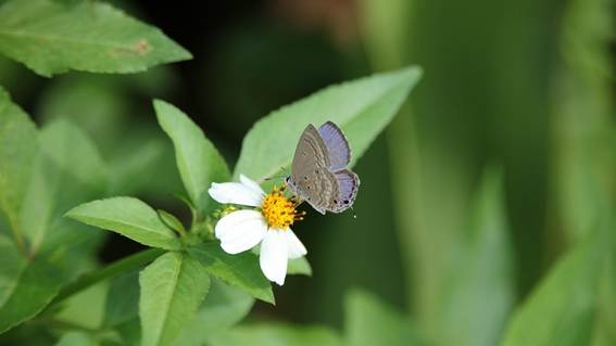 花の蜜を吸う蝶々

AI 生成コンテンツは誤りを含む可能性があります。