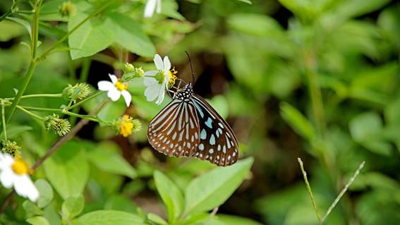 花にとまる蝶

AI 生成コンテンツは誤りを含む可能性があります。