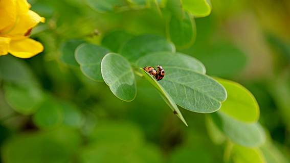 花が咲いている植物

AI 生成コンテンツは誤りを含む可能性があります。