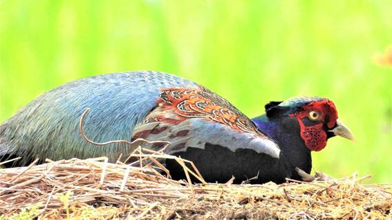 草を食べている鳥

AI 生成コンテンツは誤りを含む可能性があります。