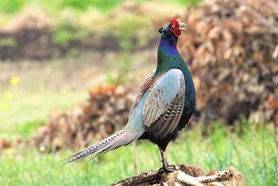 草の上にいる鳥

AI 生成コンテンツは誤りを含む可能性があります。