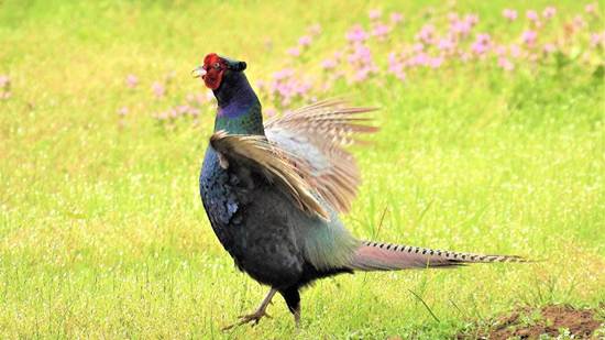 草の上にいる鳥

AI 生成コンテンツは誤りを含む可能性があります。