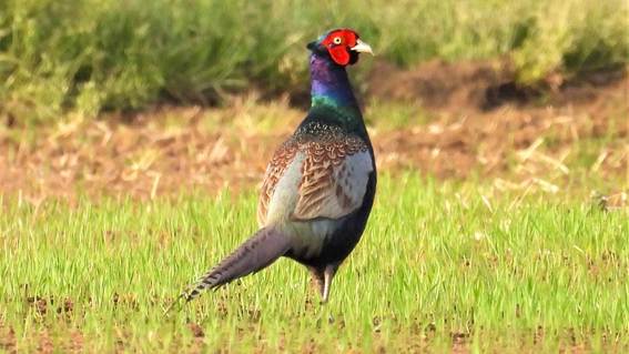 草の上に立っている鳥

AI 生成コンテンツは誤りを含む可能性があります。